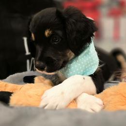 Elvis - Black male Double Doodle puppy in Prescott Valley, Arizona from Ramirez Family Doodles