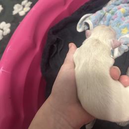 Dewey - White male Shih Tzu puppy in Manquin, Virginia from Koda Bears Cubs