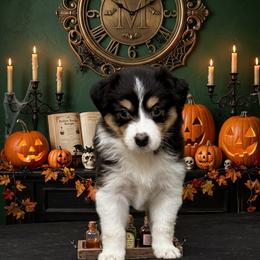 Toothless - Black tri-color female Australian Shepherd puppy in Wrightstown, New Jersey from Hartzland Farm Australian Shepherds