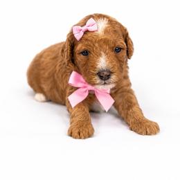 Nola - Apricot female Goldendoodle puppy in Sylacauga, Alabama from Lorel’s Doodles