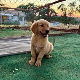 Yellow Color Girl - Dark golden female Golden Retriever puppy in Loma Rica, California from BloomingPuppies