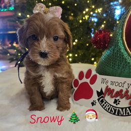 Snowy - Red  female Goldendoodle puppy in Bristol, Tennessee from 4goldendoodles
