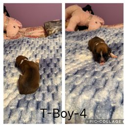 T-Boy-4 - Fawn male Boxer puppy in Evington, Virginia from Buffalo Creek Boxers