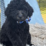 Cyrus - Black male Whoodle puppy in Rising Sun, Indiana from Ruby Lane Doodles