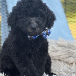 Cyrus - Black male Whoodle puppy in Rising Sun, Indiana from Ruby Lane Doodles