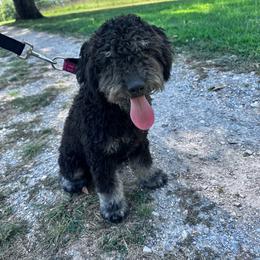 Milo - Silver male Whoodle puppy in Smallett, Missouri from Leshas Whoodles