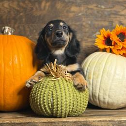 Oliver - Black and tan male Dachshund puppy in Woodbine, Georgia from Coastal Bluff Pups