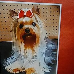 Rizzo - Yorkshire Terrier