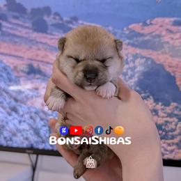 AIKO - Red female Shiba Inu puppy in Minnesota from BonsaiShibas