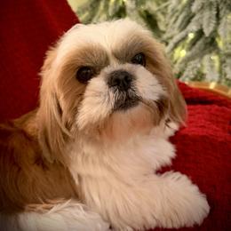 June - Shih Tzu