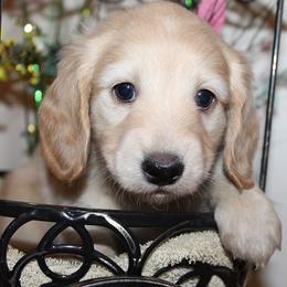 Girl 3 - Cream female Dachshund puppy in Craig, Colorado from Rocky Mountain Shih Tzus and Dry Creek Miniature Dachshunds