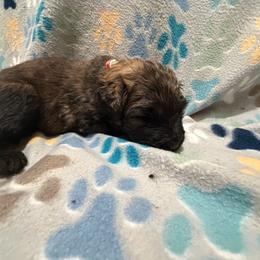 Sasha - Black and brindle female Bouvier des Flandres puppy in Wellington, Colorado from Blood Family Frenchies and Bouvs