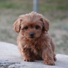 Havanese, Havapoos, Maltese, and Maltipoos from Denise Clark