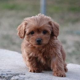 Havanese, Havapoos, Maltese, and Maltipoos from Denise Clark