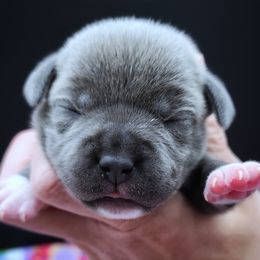 Monopoly - Blue female Staffordshire Bull Terrier puppy in Dallas, Texas from Wild Blue Staffords