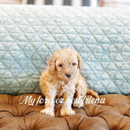 Cockapoo and Goldendoodle Puppies from My Forever Best Friend