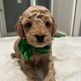 Green - Apricot male Goldendoodle puppy in Shingle Springs, California from Creamy Retrievers