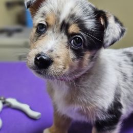 American Corgi and Pembroke Welsh Corgi Puppies from Koko's Kennels