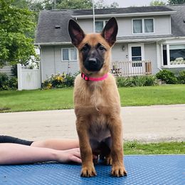 Belgian Malinois Puppies from Pyrex Kennels