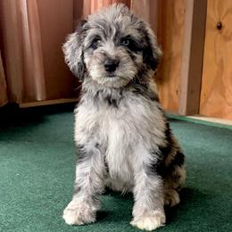 Male - Blue merle male Aussiedoodle puppy in Saratoga Springs, New York from Rock Springs Australian Shepherds