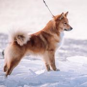 Icelandic Sheepdogs from 4Leaf Kennel