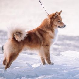 Icelandic Sheepdogs from 4Leaf Kennel