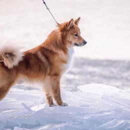 Icelandic Sheepdogs from 4Leaf Kennel