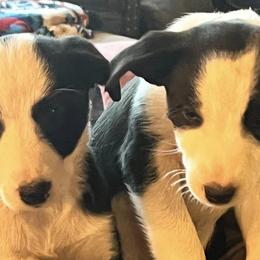 Border Collies from Horse Canyon Border Collies