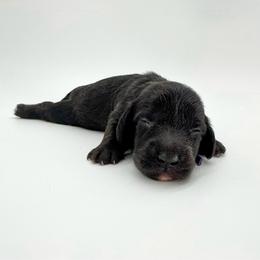 Queen (AKC solid black) - Black female Dachshund puppy in Waddell, Arizona from Neu Doxies