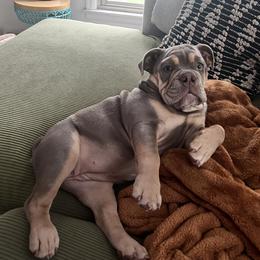 Bulldog Puppies from Midwest Monster Made Bulldogs
