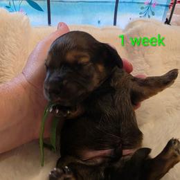 Johnny - Chocolate and tan male Dachshund puppy in Kempner, Texas from Russell Farms Dachshund