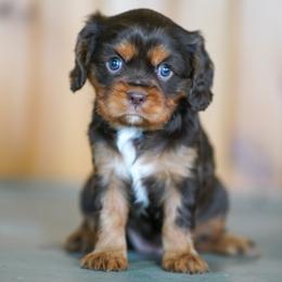 Cinna - Chocolate female Cavalier King Charles Spaniel puppy in Sugarcreek, Ohio from Chocolate Cavalier