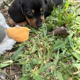 Harley - Black and tan male Dachshund puppy in Houston, Texas from Individual