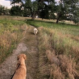 Golden Retriever Puppies from Brightside Goldens