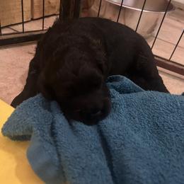 BOUVIER BOY 1 - Black male Bouvier des Flandres puppy in Bethlehem, Connecticut from Bouviers Gate House