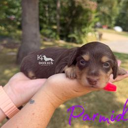 Parmida - Chocolate and cream female Dachshund puppy in Tulsa, Oklahoma from K4 Doxies