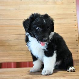 Holmes - Black tri-color male Australian Shepherd puppy in Wichita Falls, Texas from Spotted Mule Aussies