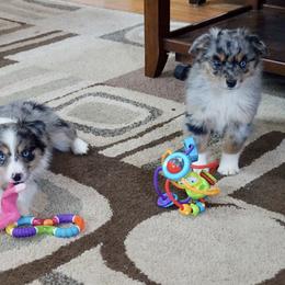 Miniature Australian Shepherd Puppies from Taylor Made Aussies