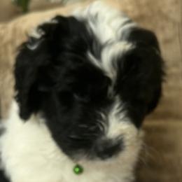 Sheepadoodles from Lilly’s Bobtails