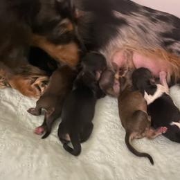 Chrissy - Cream female Dachshund puppy in Wolf Lake, Indiana from Canisteo Dachshunds