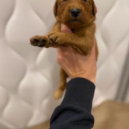 Pink Collar - Dark golden female Golden Retriever puppy in Turtlepoint, Pennsylvania from Allegheny River Retrievers