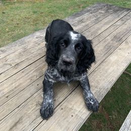 Purple Collar - Black and white English Springer Spaniel puppy in Murphy, North Carolina from Sweet Carolina Springers