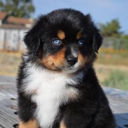 BTM-1 - Black tri male Miniature American Shepherd puppy in Baker City, Oregon from Back Country Aussies