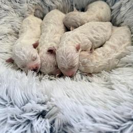 Girl 1 - White female Bichon Frise puppy in Freehold, New Jersey from Michael & Nataliya's Pups