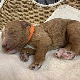 Boy 1 - male Goldendoodle puppy in Clermont, Florida from Da Ruba Doodles