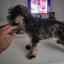 Labradoodle, Miniature Schnauzer, and Poodle Puppies from Orange Blossom Kennel