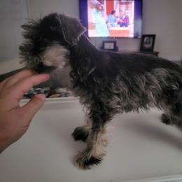 Labradoodle, Miniature Schnauzer, and Poodle Puppies from Orange Blossom Kennel