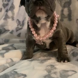 French Bulldog Puppies from Lola’s Frenchies