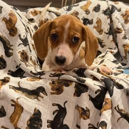 Tink - Brindle female Dachshund puppy in Hudson, Michigan from Mittentail Kennel Miniature Dachshunds & Australian Shepherds