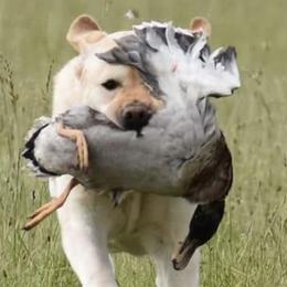Labrador Retrievers from Stonehouse Labradors